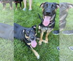 Small #4 German Shepherd Dog Mix