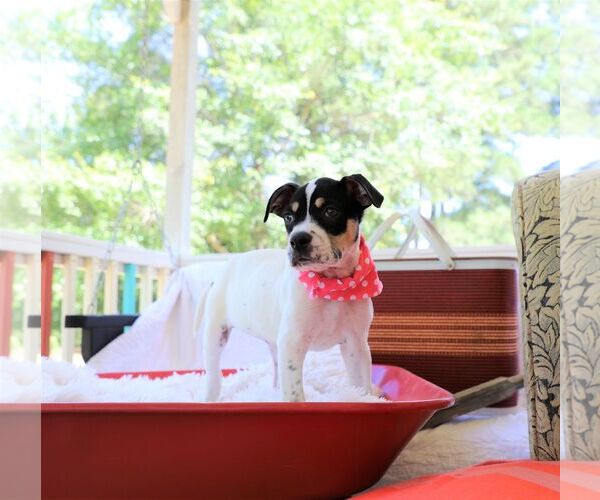 Medium Photo #6 Lab-Pointer Puppy For Sale in Rockaway, NJ, USA
