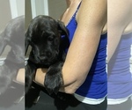Small Photo #11 Cane Corso Puppy For Sale in CLEARWATER, FL, USA