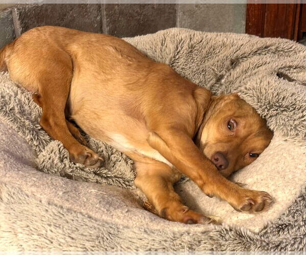 Medium Photo #12 Chihuahua Puppy For Sale in Boonton, NJ, USA