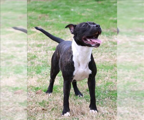 Medium Photo #1 American Pit Bull Terrier-Unknown Mix Puppy For Sale in Grovetown, GA, USA
