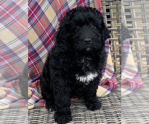 Bernedoodle Puppy for sale in BETHEL, PA, USA