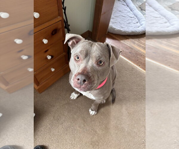 Medium Photo #22 American Staffordshire Terrier-Unknown Mix Puppy For Sale in Brewster, NY, USA