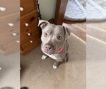 Small #21 American Staffordshire Terrier Mix