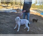 Small Photo #1 Poodle (Standard) Puppy For Sale in COLORADO SPRINGS, CO, USA