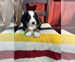 Puppy Capri Bernese Mountain Dog