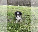 Small Photo #20 Australian Shepherd Puppy For Sale in EXETER, MO, USA