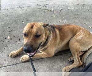 Shepradors Dogs for adoption in Ocala, FL, USA