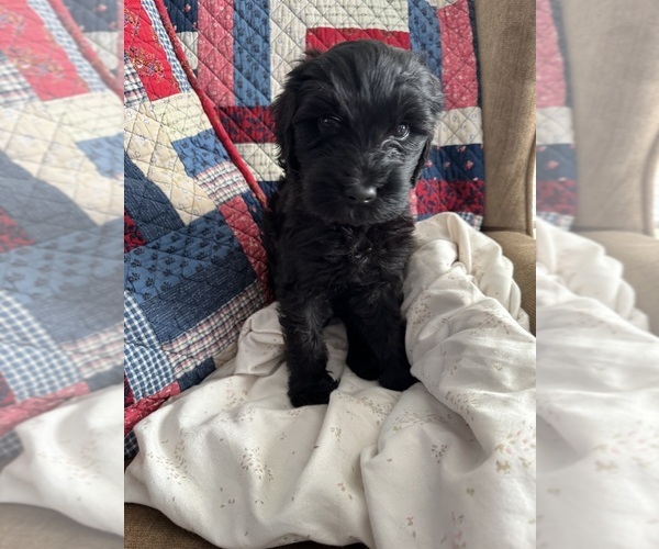 Medium Photo #1 Double Doodle Puppy For Sale in SATSUMA, FL, USA