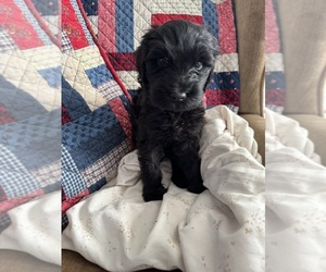 Double Doodle Puppy for sale in SATSUMA, FL, USA