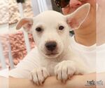 Small #4 Labrador Retriever Mix
