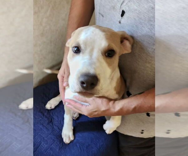 Medium Photo #1 Boxer-Unknown Mix Puppy For Sale in Amarillo, TX, USA