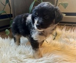 Small Photo #3 Miniature Australian Shepherd Puppy For Sale in TONASKET, WA, USA