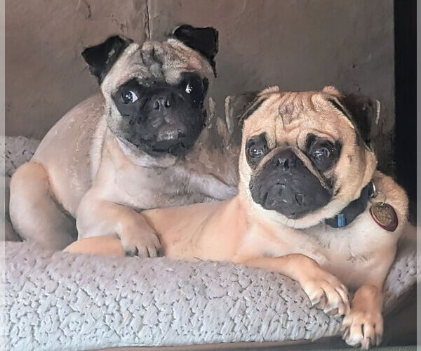 Medium Photo #2 Pug Puppy For Sale in Bon Carbo, CO, USA