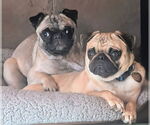 Small #1 Pug