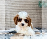 Small #3 Cavapoo (Miniature)