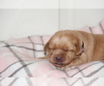 Small Photo #8 Labrador Retriever Puppy For Sale in HYDE PARK, VT, USA