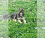 Small Photo #13 German Shepherd Dog Puppy For Sale in MOODY, MO, USA