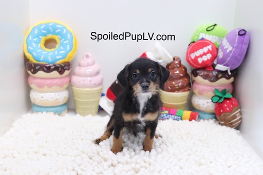 Medium Photo #1 Wapoo Puppy For Sale in LAS VEGAS, NV, USA