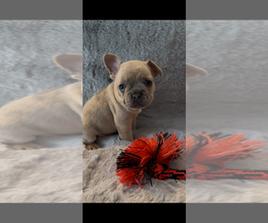 French Bulldog Puppy for sale in NORTH VERNON, IN, USA