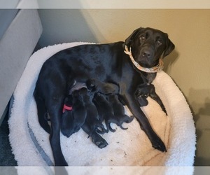 Mother of the Labrador Retriever puppies born on 10/22/2022