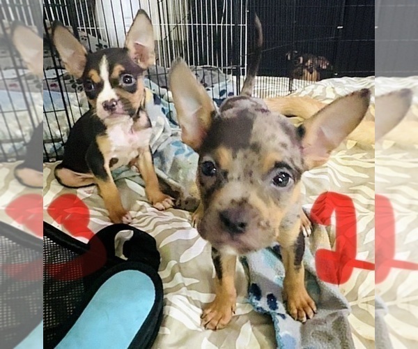 Medium Photo #3 American Bully-Pit Puppy For Sale in RIXEYVILLE, VA, USA