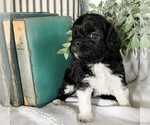 Small Photo #29 Cavapoo Puppy For Sale in MARQUAND, MO, USA