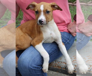 Labrador Retriever-Unknown Mix Dogs for adoption in Prattville, AL, USA