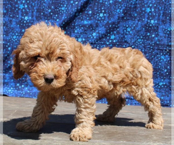 Medium Photo #8 Goldendoodle (Miniature) Puppy For Sale in BLOOMINGTON, IN, USA