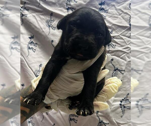 Medium Photo #1 American Pit Bull Terrier-Unknown Mix Puppy For Sale in Riverside, CA, USA