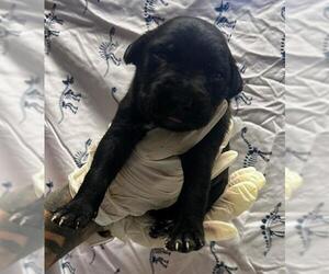 American Pit Bull Terrier-Unknown Mix Dogs for adoption in Riverside, CA, USA