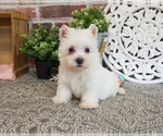 Small #3 West Highland White Terrier