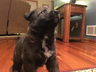 German Shepherd Dog Puppy for sale in North royalton, OH, USA