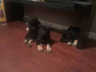 German Shepherd Dog Puppy for sale in DUNDALK, MD, USA