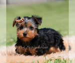 Small Photo #44 Yorkshire Terrier Puppy For Sale in WARSAW, IN, USA
