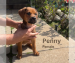 Puppy Penny Great Dane