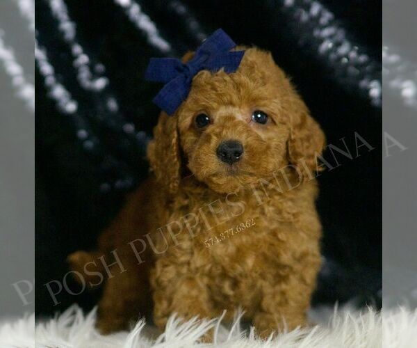 Medium Photo #3 Goldendoodle (Miniature) Puppy For Sale in WARSAW, IN, USA