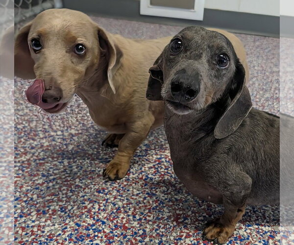 Medium Photo #1 Dachshund Puppy For Sale in Shelbyville, TN, USA