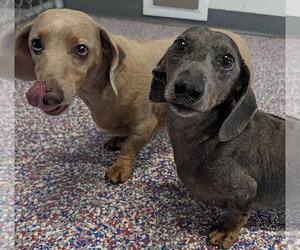 Dachshund Dogs for adoption in Shelbyville, TN, USA