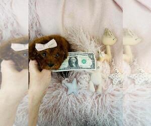 Medium Cavapoo (Miniature)