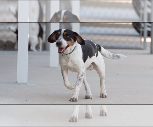 Medium Photo #1 Beagle-Unknown Mix Puppy For Sale in Minneapolis, MN, USA