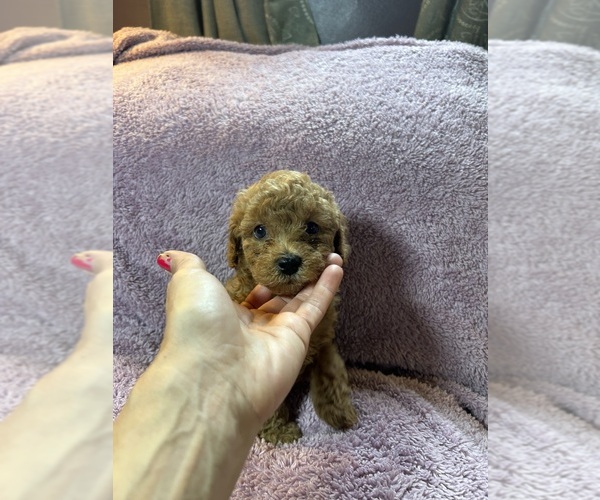 Medium Photo #2 Poodle (Miniature) Puppy For Sale in INDIANAPOLIS, IN, USA