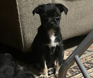 Chiranian Puppy for sale in LONDON, OH, USA
