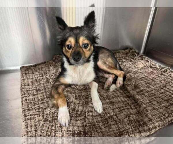 Medium Photo #2 Chihuahua-Unknown Mix Puppy For Sale in New York, NY, USA