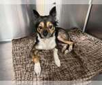Small Photo #2 Chihuahua-Unknown Mix Puppy For Sale in New York, NY, USA