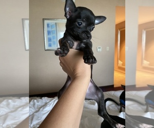 Chihuahua Puppy for sale in DOVER, NJ, USA