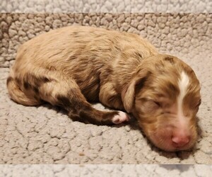Aussiedoodle Puppy for Sale in COLUMBIA, Tennessee USA