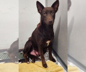 Labrador Retriever Dogs for adoption in Walnutport, PA, USA