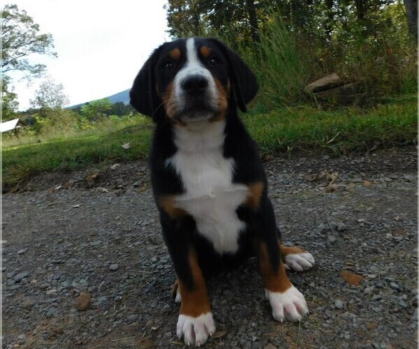 Medium Photo #6 Greater Swiss Mountain Dog Puppy For Sale in CLINTON, AR, USA