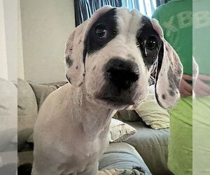 Great Dane-Unknown Mix Dogs for adoption in Vail, AZ, USA